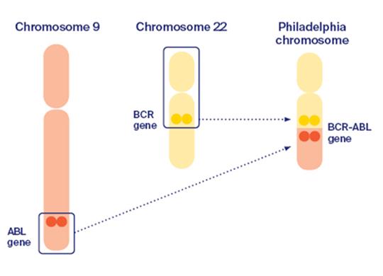 آزمایش بررسی جابه‌جایی BCR-ABL در سرطان خون
